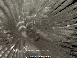 feather worm close up - B&W by Claudia Weber-Gebert 
